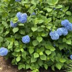 Beginner, Heritage Gardens, Sandwich, 1.5 miles, Wednesday