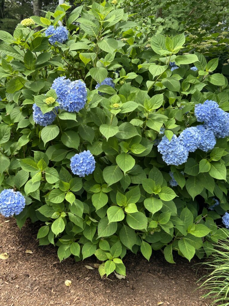 Protected: Beginner, Heritage Gardens, Sandwich, 1.5 miles, Wednesday