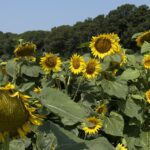 Intermediate/Advanced- East Falmouth - 3.5 miles- Sunday