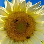 All Levels: Nature & Botanical Journaling @ Boat Meadow Marsh & Putnam Farm, Orleans, 1.6 miles, Friday (E-Z access off the Orleans Rotary)