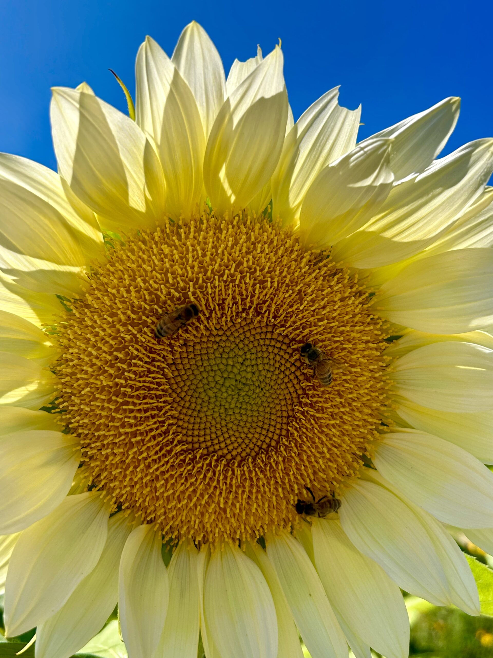 All Levels: Nature & Botanical Journaling @ Boat Meadow Marsh & Putnam Farm, Orleans, 1.6 miles, Friday (E-Z access off the Orleans Rotary)