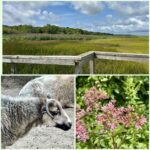 Beginner-Gentle Walk: Taylor-Bray Farm, Yarmouth Port, 1 or 2 miles, Sunday