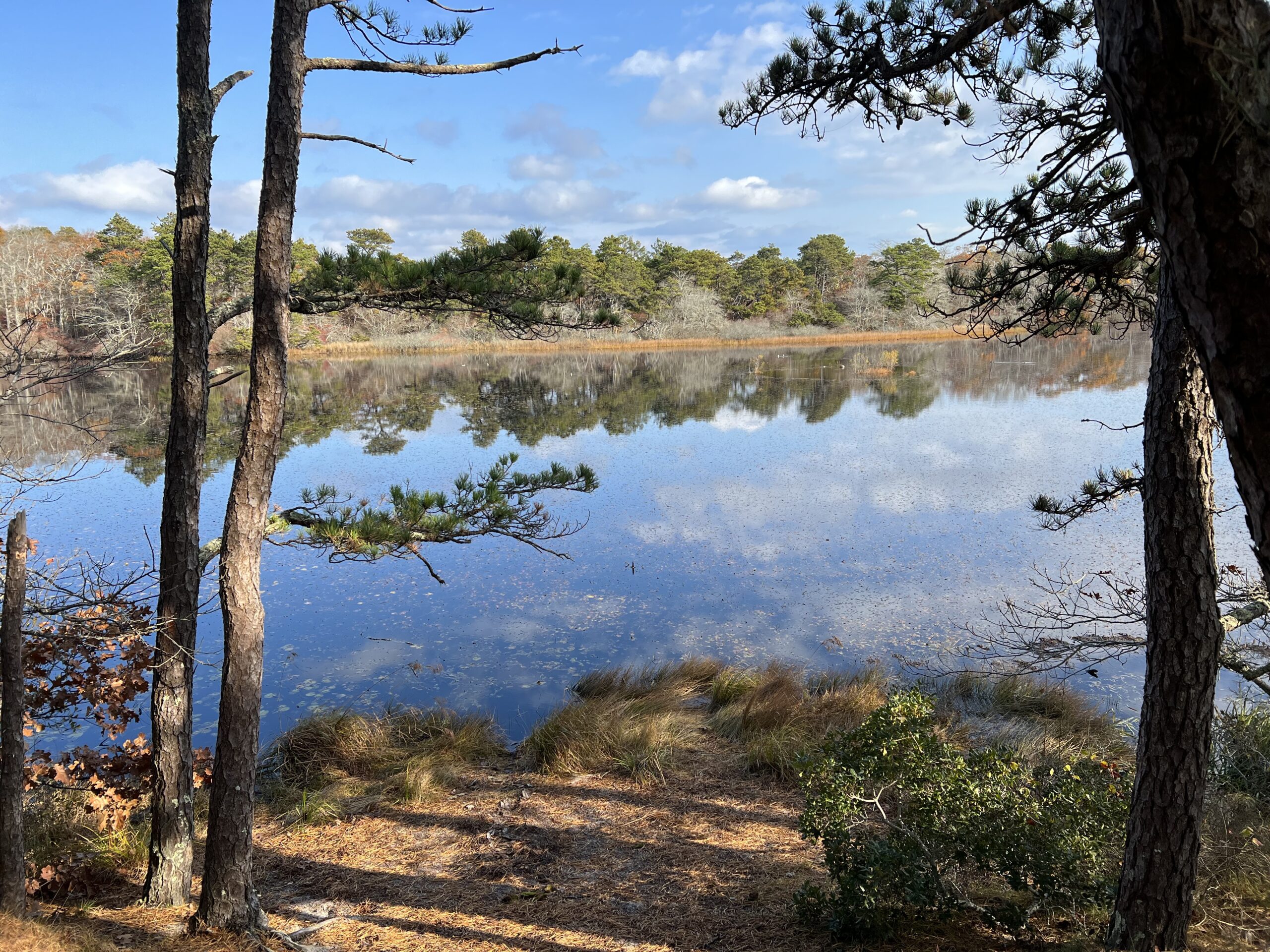Intermediate/Advanced, Beech Forest-Provincelands VC & Race Point Beach, Provincetown, 4-4.5 mi (Tues 10/22)