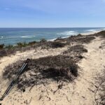 Intermediate-Advanced: Marconi Heathlands, Wellfleet, 3.8-4 miles (Monday 9/14)