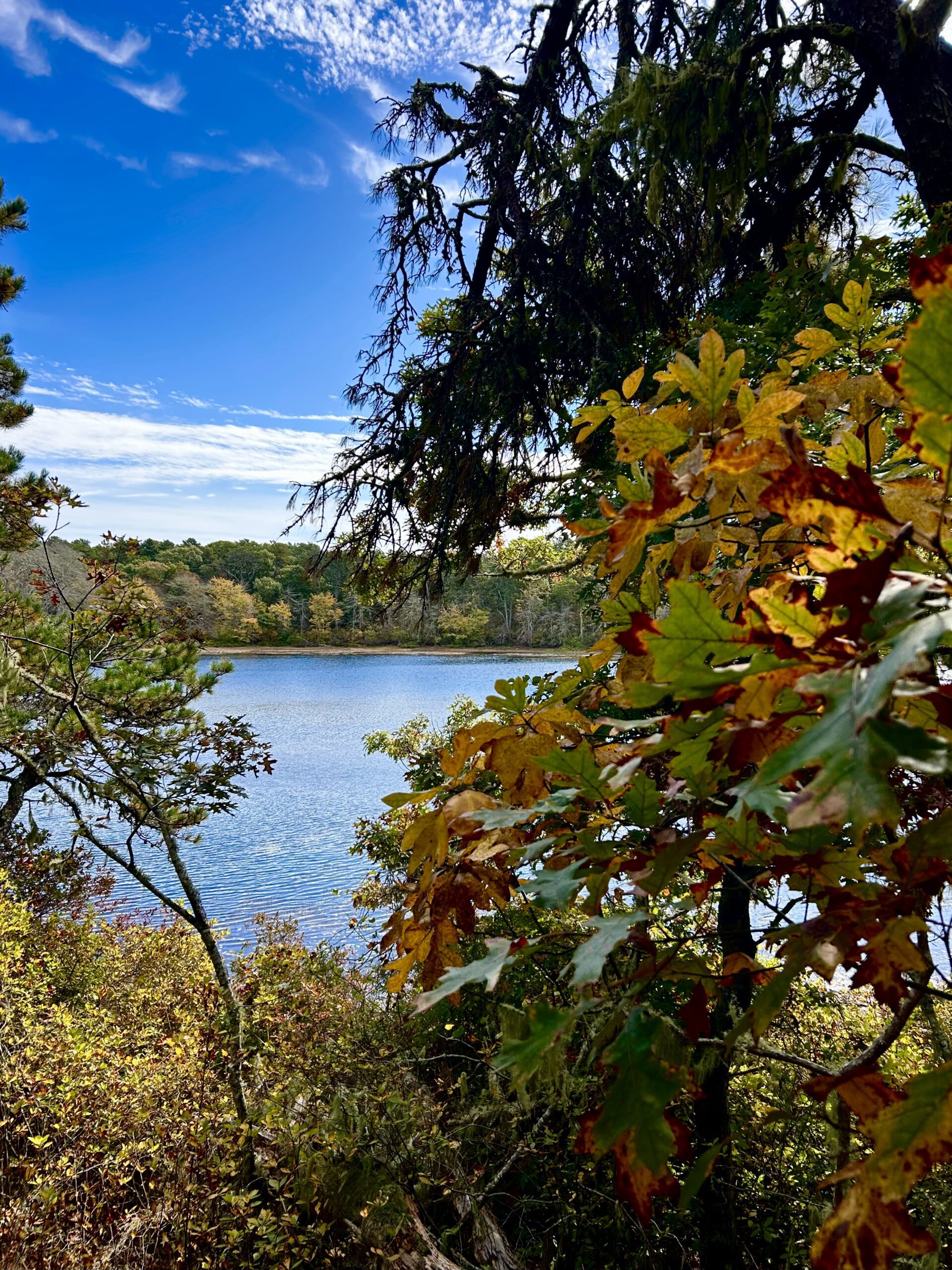Intermed/Adv: Ponds & Pines, Hawksnest State Park, Harwich, 3 miles, Saturday
