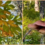 Intermediate/Advanced: Punkhorn Panorama, Brewster, 3.8 miles, Monday
