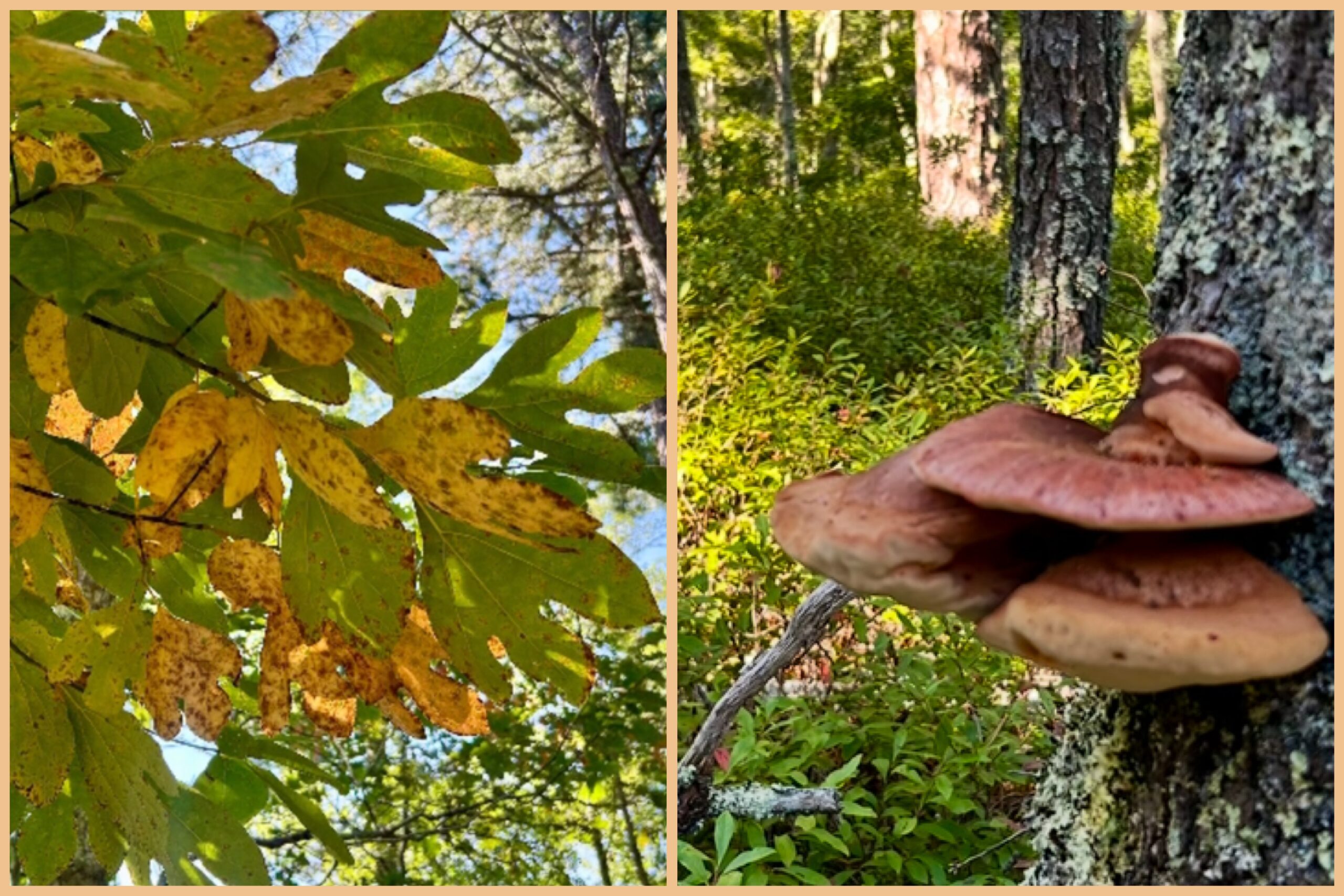 Intermediate/Advanced: Punkhorn Panorama, Brewster, 3.8 miles, Monday