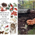 All Levels: Forest Treasures Walk, Punkhorn Parklands, Brewster, 1.6 miles, Thursday