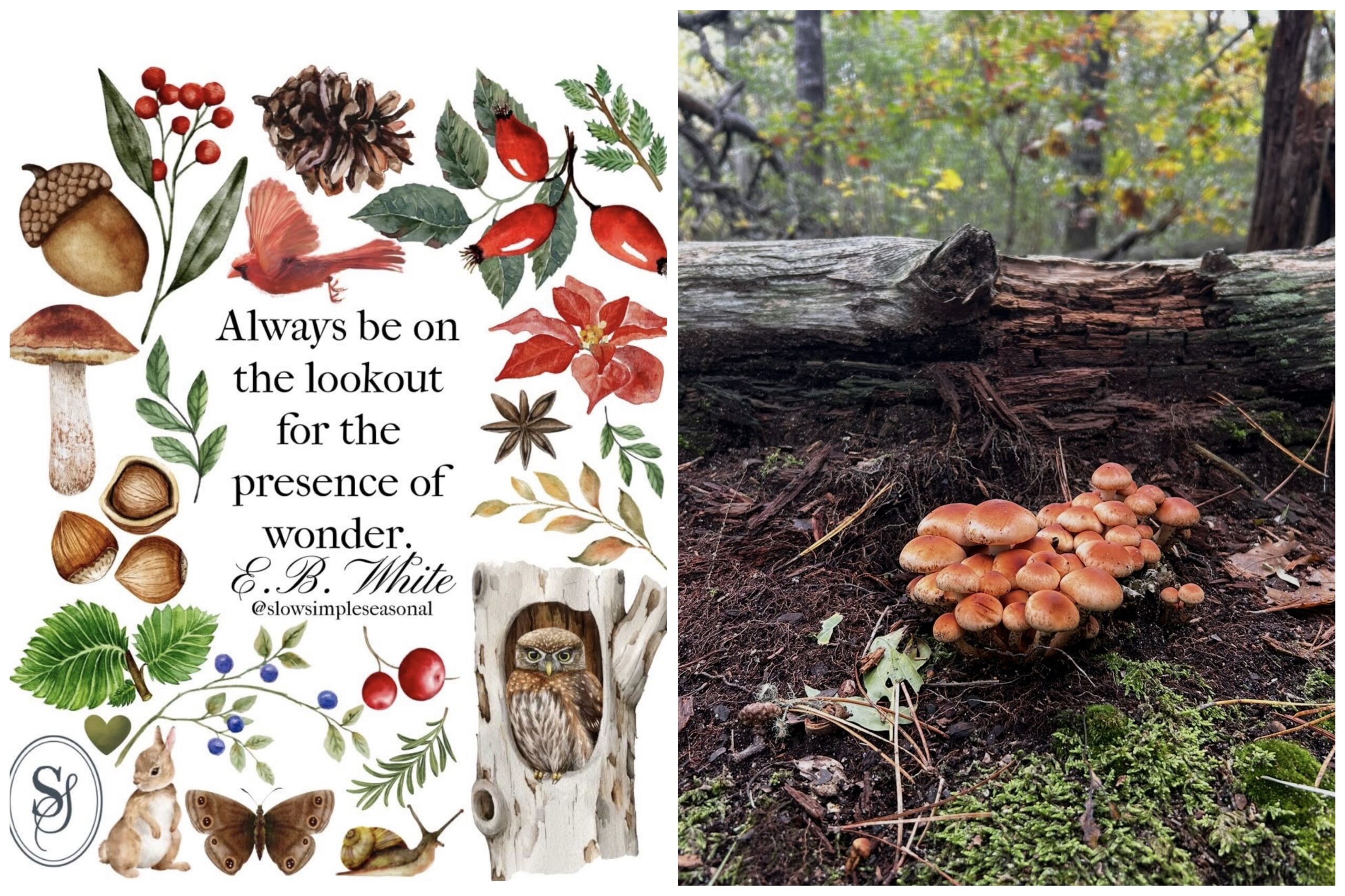 All Levels: Forest Treasures Walk, Punkhorn Parklands, Brewster, 1.6 miles, Thursday