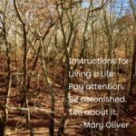 Intermediate: Words in the Woods at Blackwater Pond, Provincetown, 3.5-4 miles, Wednesday