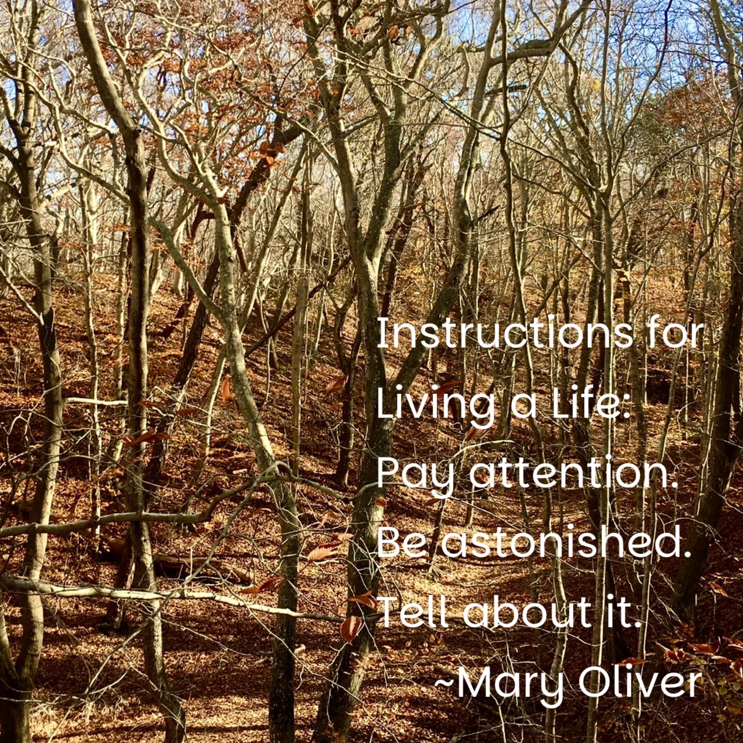 Intermediate: Words in the Woods at Blackwater Pond, Provincetown, 3.5-4 miles, Wednesday
